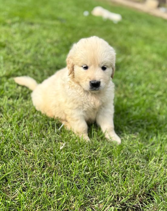 Golden retriever