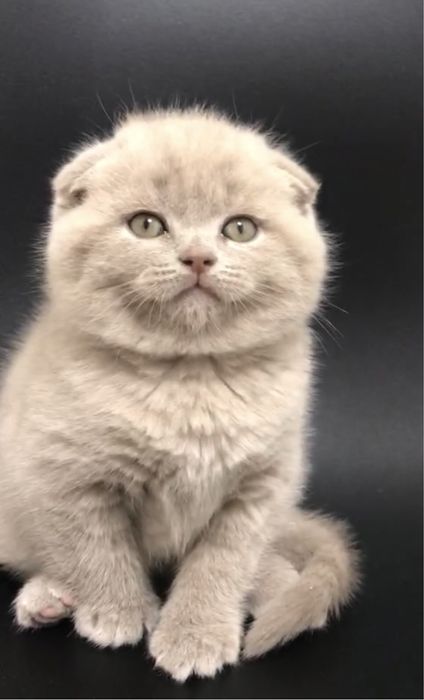 Шотландський хлопчик