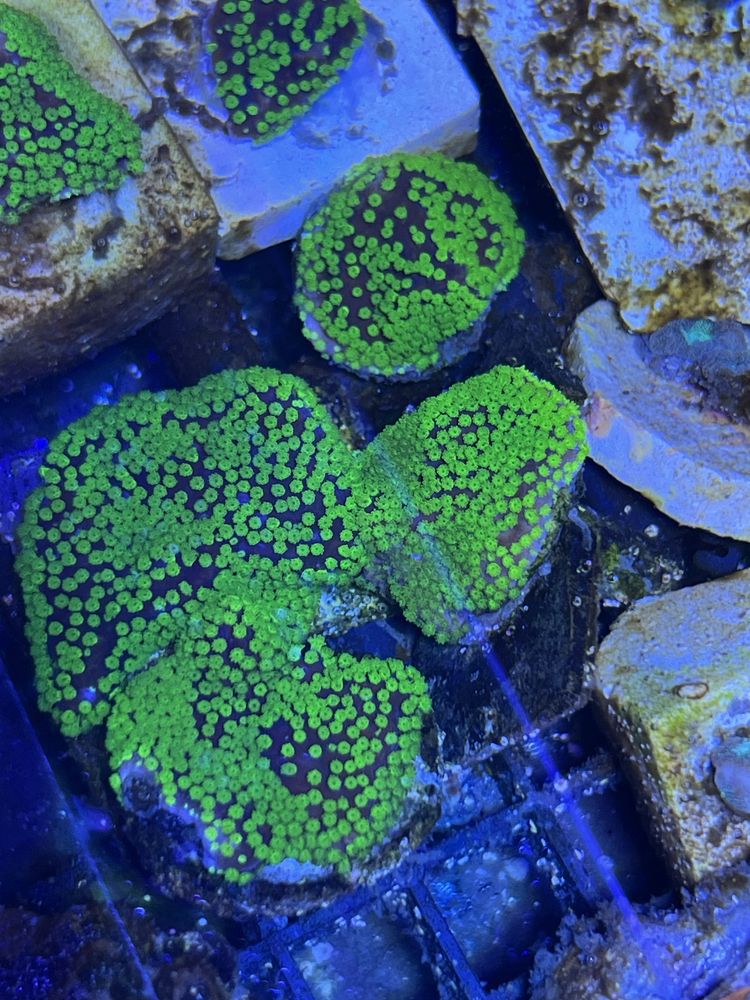10 Montipora Superman Koralowiec Sps Akwarium Morskie