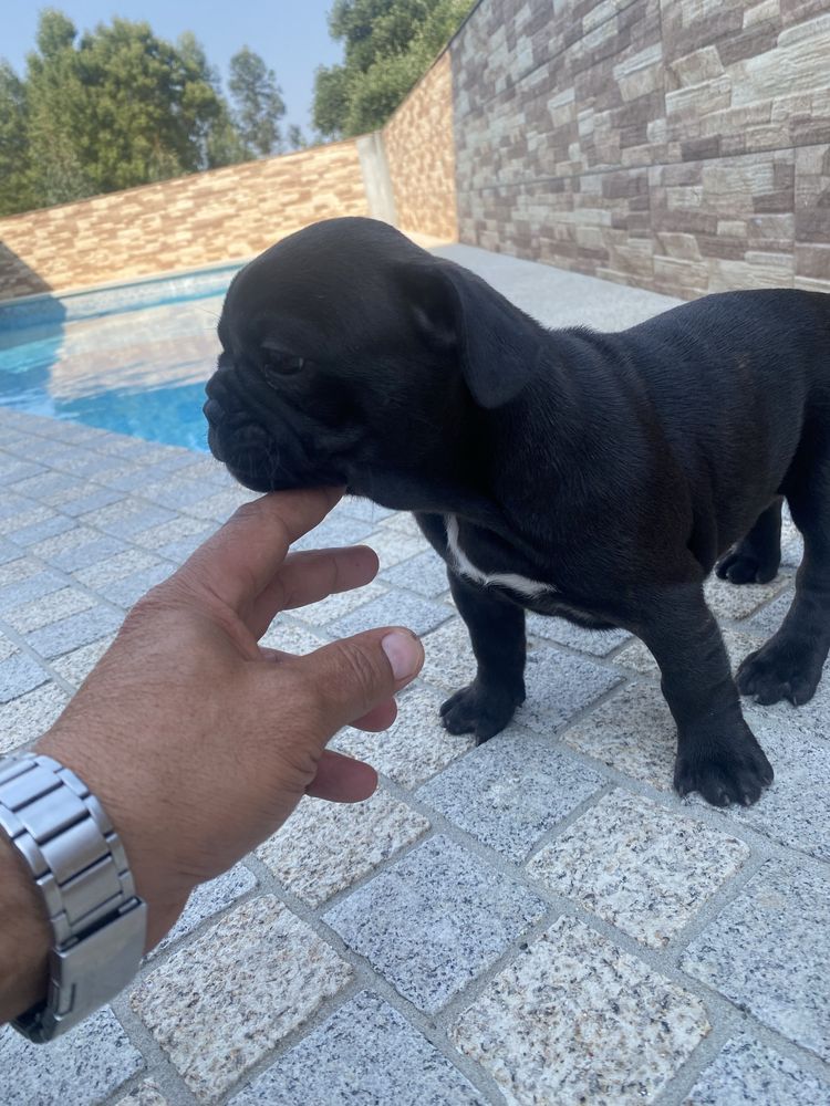 Bulldogue frances