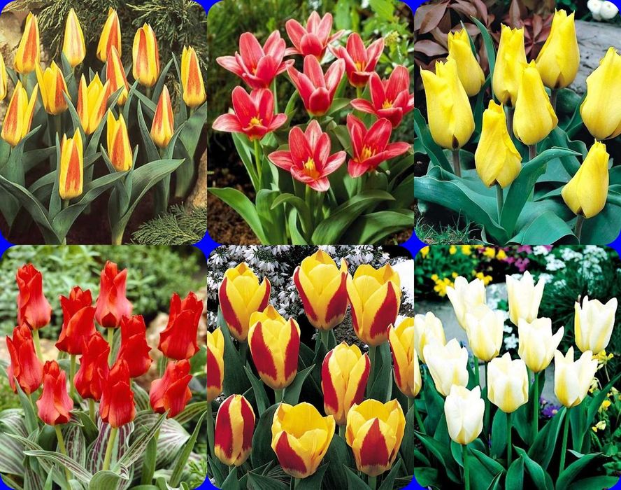Tulipany zestaw 6 niskich wczesnych razem 36 cebulek za 59 zł