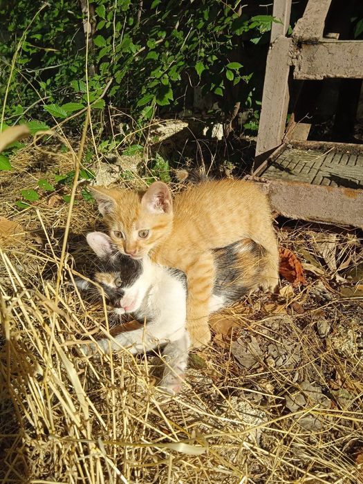 Рудий котик шукає порятунок… кошеня в добрі руки .