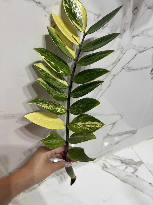 zamiokulkas variegata