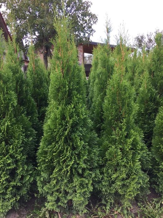 Туя Смарагд. 40см