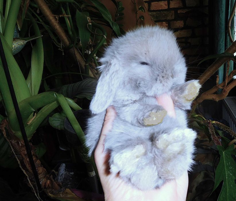 Śliczne króliczki Mini Lop