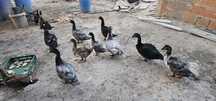 Patos Mudos Adultos
