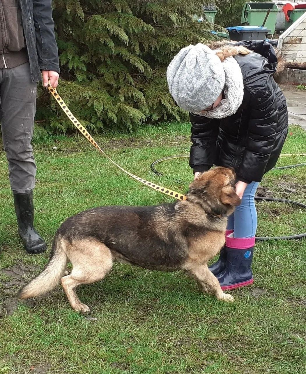 Łagodny Lucek pilnie potrzebuje domu