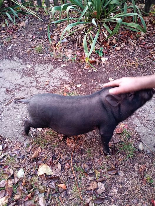 Кабанчик вьетнамский 4 месяца