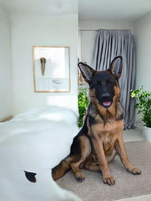 Підрощена дівчинка 6 місяців