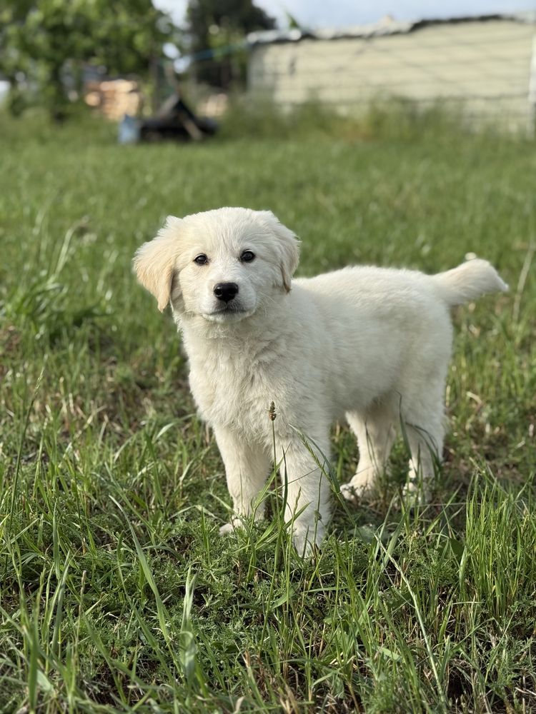 Golden Retriever fêmea