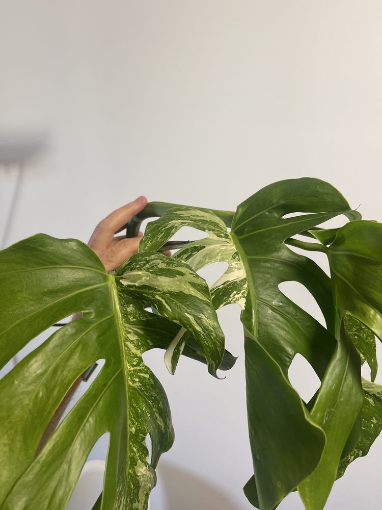 Monstera variagata