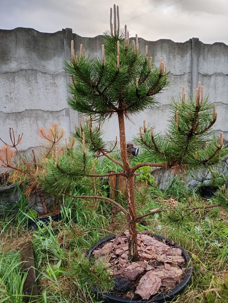 Czarna sosna bonsai 180cm