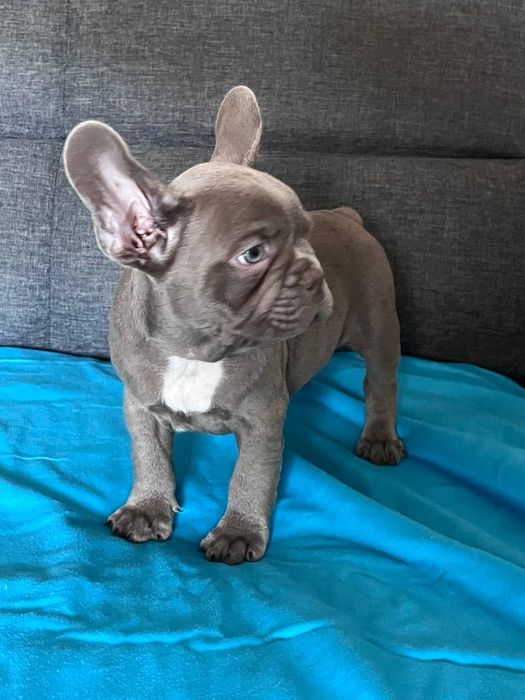 Французский бульдог