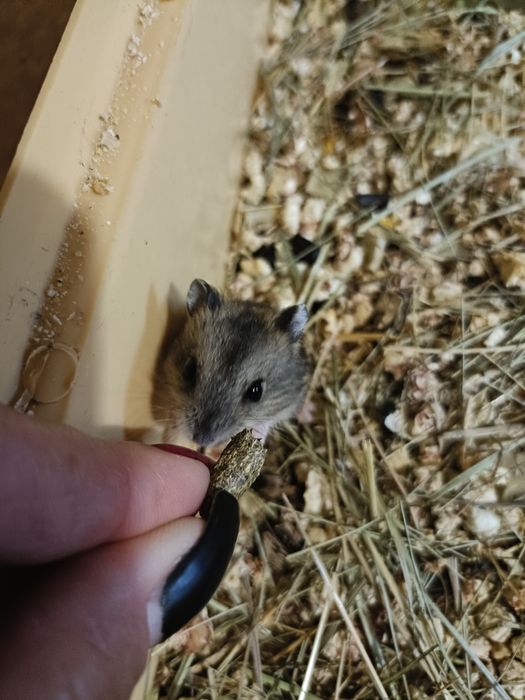 Хомяк, малыши Джунгарики