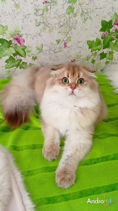Мега ласковая девочка золотая шиншилла. Шотландская вислоухая.
