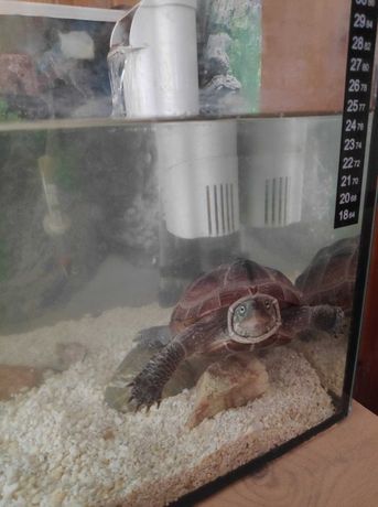 żółwie wodno lądowe z wyposażeniem