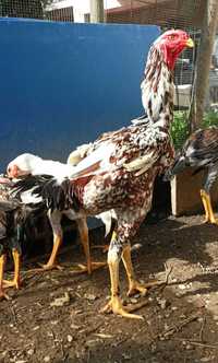 Ovos e galinhas Indio Gigante Brasileiro