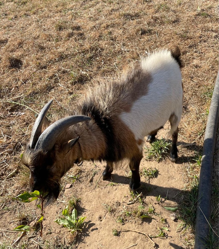 Vendo cabrito anão  Macho