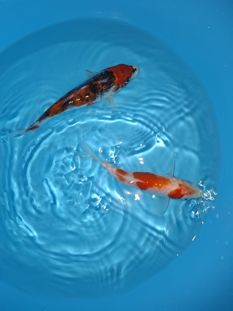 Carpas koi [varias cor ]