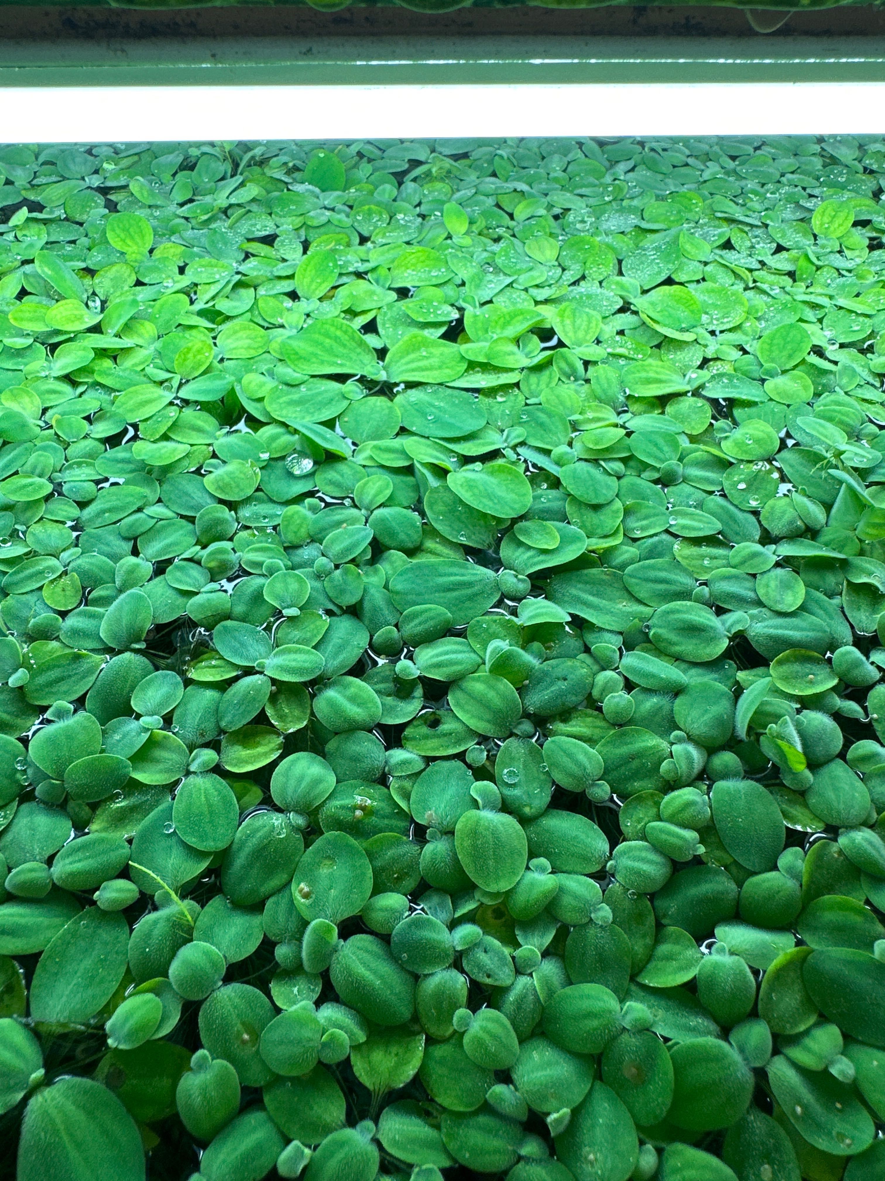 Акваріумні рослини Пістія капуста водяний салат Поштою водорості