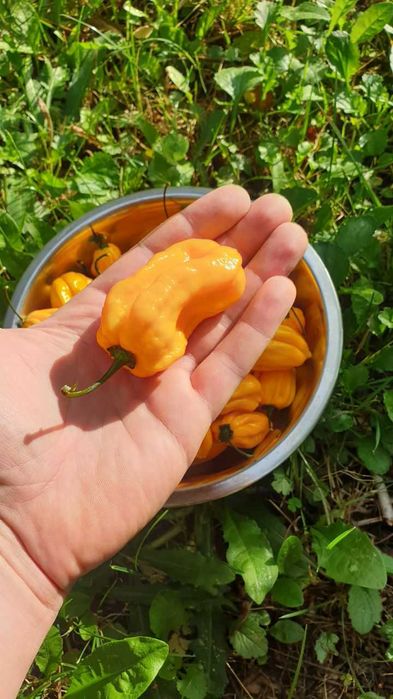 Продам насіння Habanero Yellow / Хабанеро Жовтий