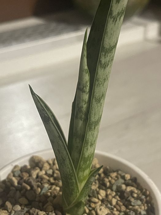 Сансевієрія (сансевиерия)