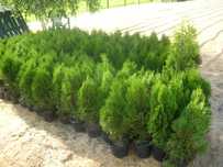 Tuje Szmaragd 71 -80cm Promocja w doniczk. 2,5 - 4 L tuja thuje thuja