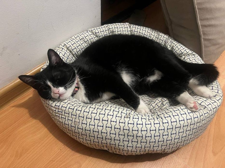 Киця з бурштиновими очима у добрі руки