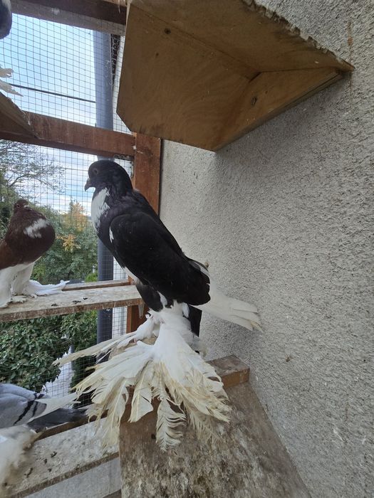 Garłacz Garłacze Pomorskie 25