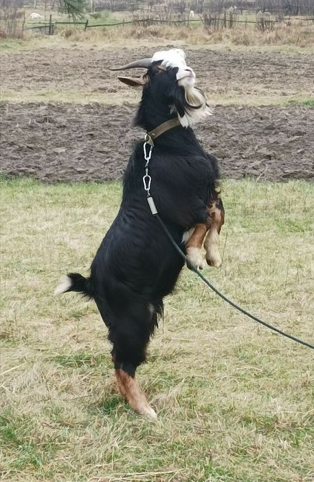 Камерунський Козел.Цап.