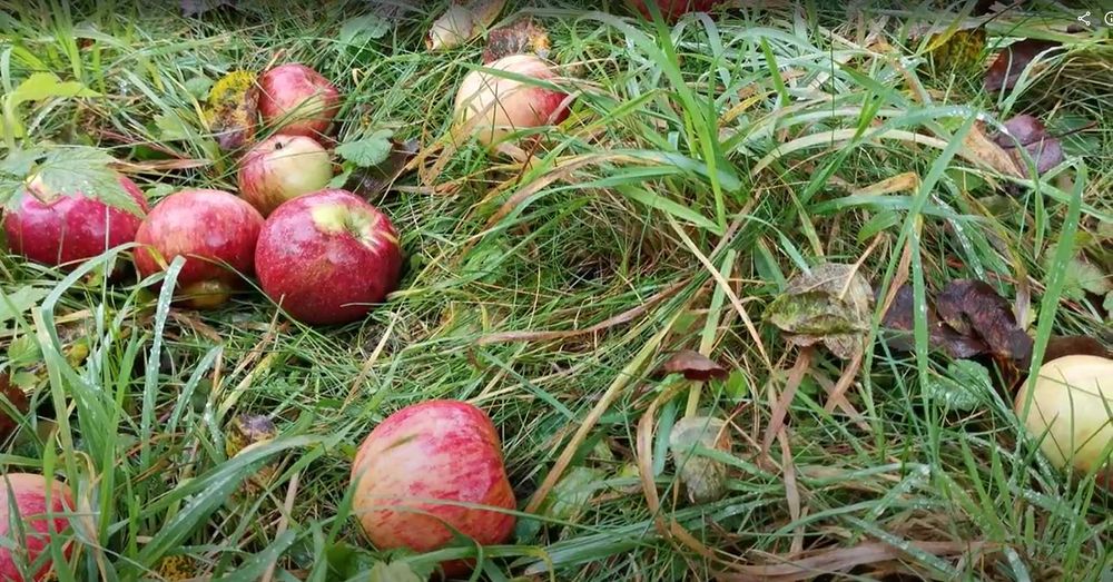 Продам натуральний яблучний сік із власного саду, без цукру