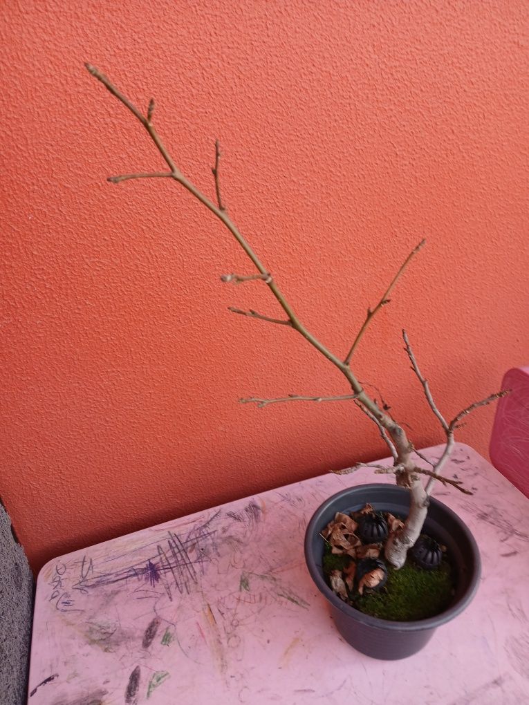 Mudas e para bonsai