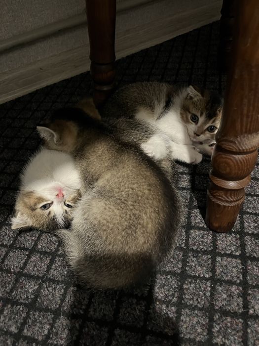 Кошенятка плюшеві безкоштовно