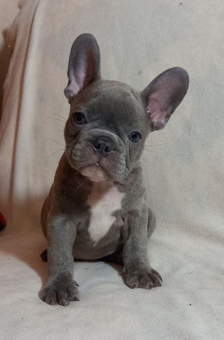 Хлопчик французького бульдога