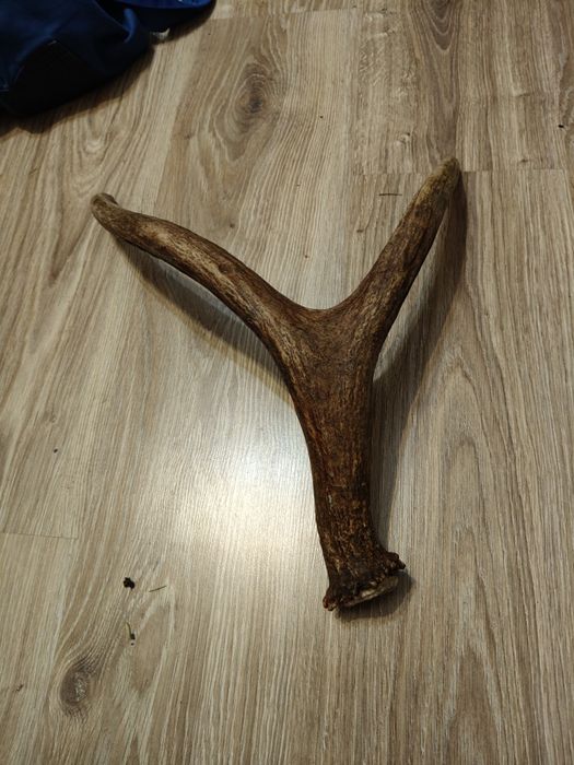 Poroże łosia zrzut 2024