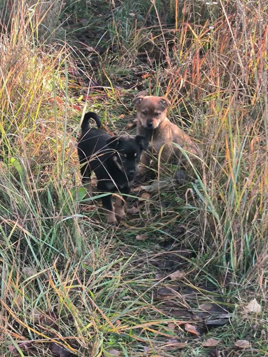 Цуценята в добрі руки