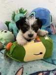 York Terrier Biewer