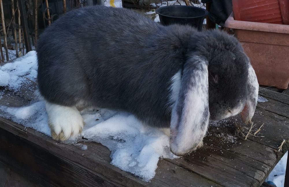 Продам самця кроля французського барана