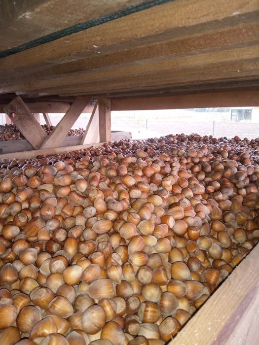 Orzechy laskowe zbiór 2025