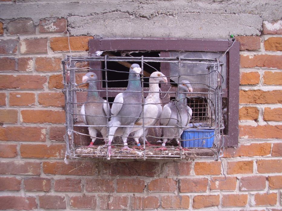 Gołębie rzeszowskie