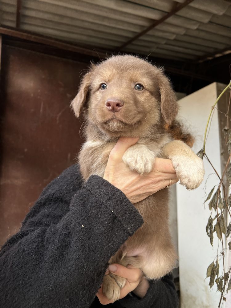 Цуценята німецької вівчарки