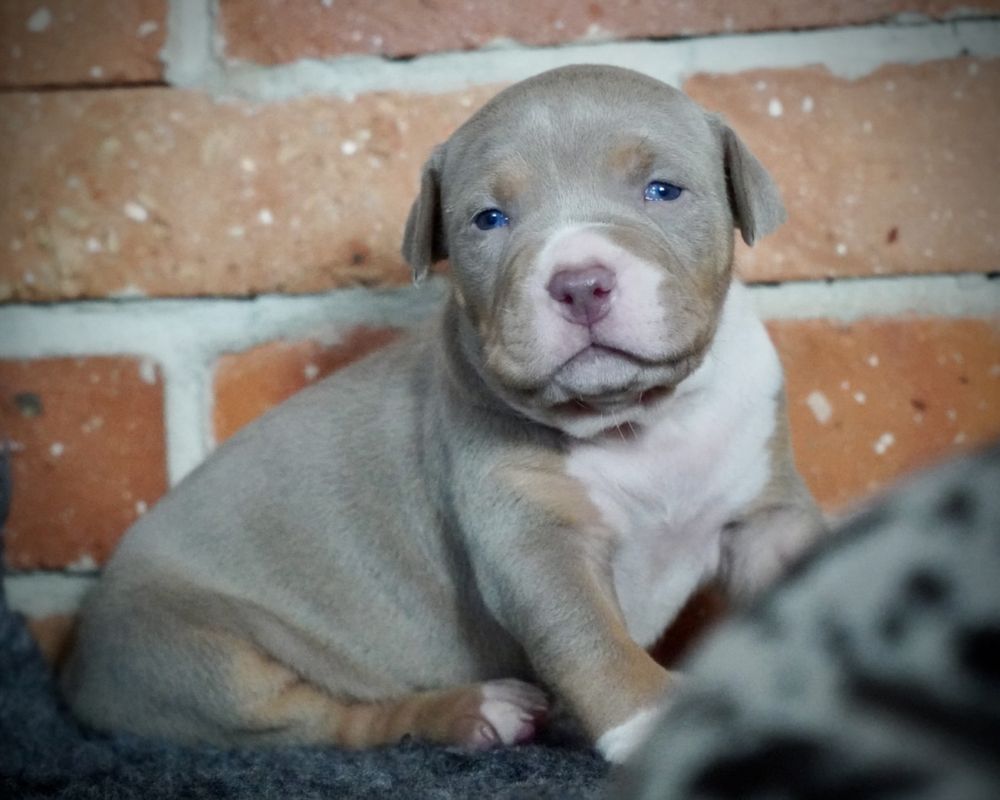 American Bully XL ABKC