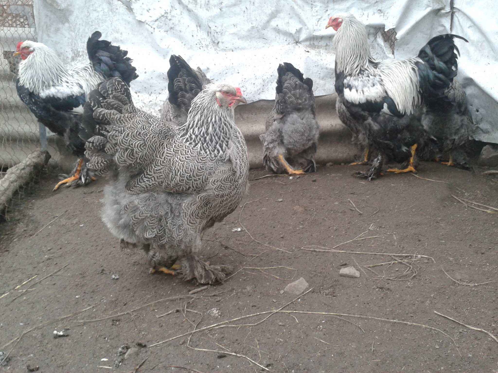 Продам инкубационное яйцо от кур породы Брама Тёмная, Петухи.