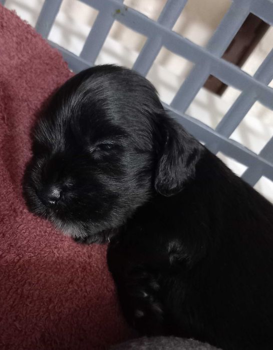 Cocker Spaniel Entrega Norte