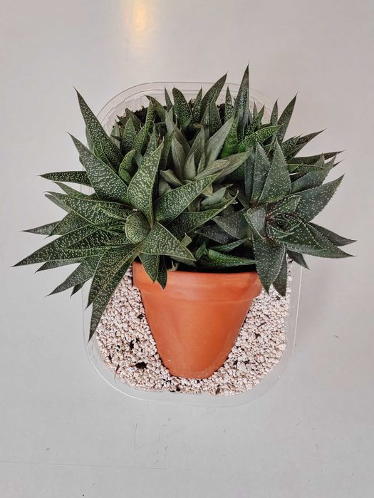 Haworsja sukulenty zestaw sukulentów kompozycja zapraszam!