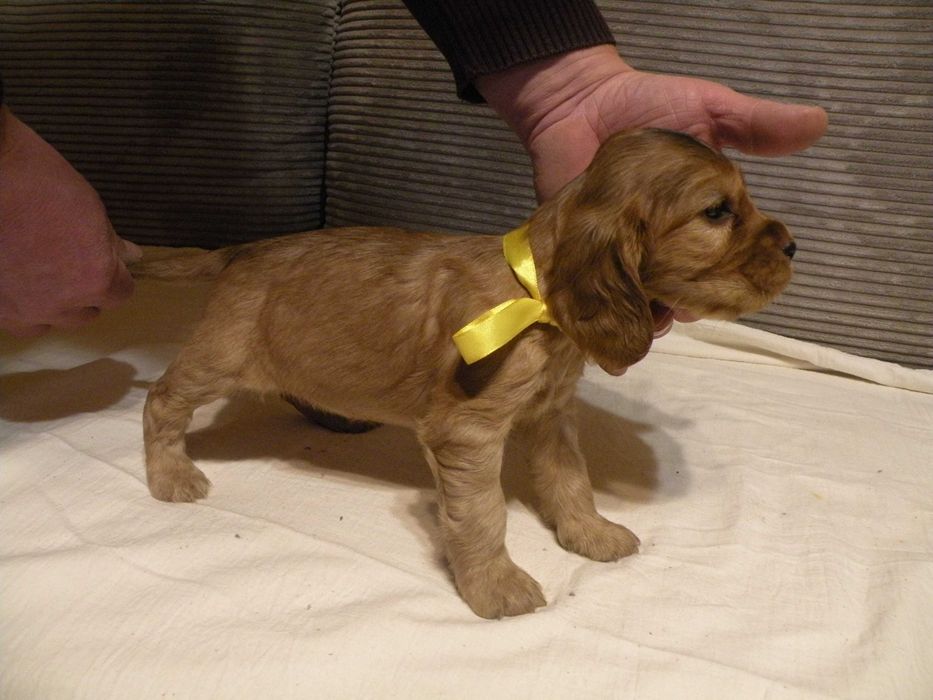 Cocker spaniel angielski suczka