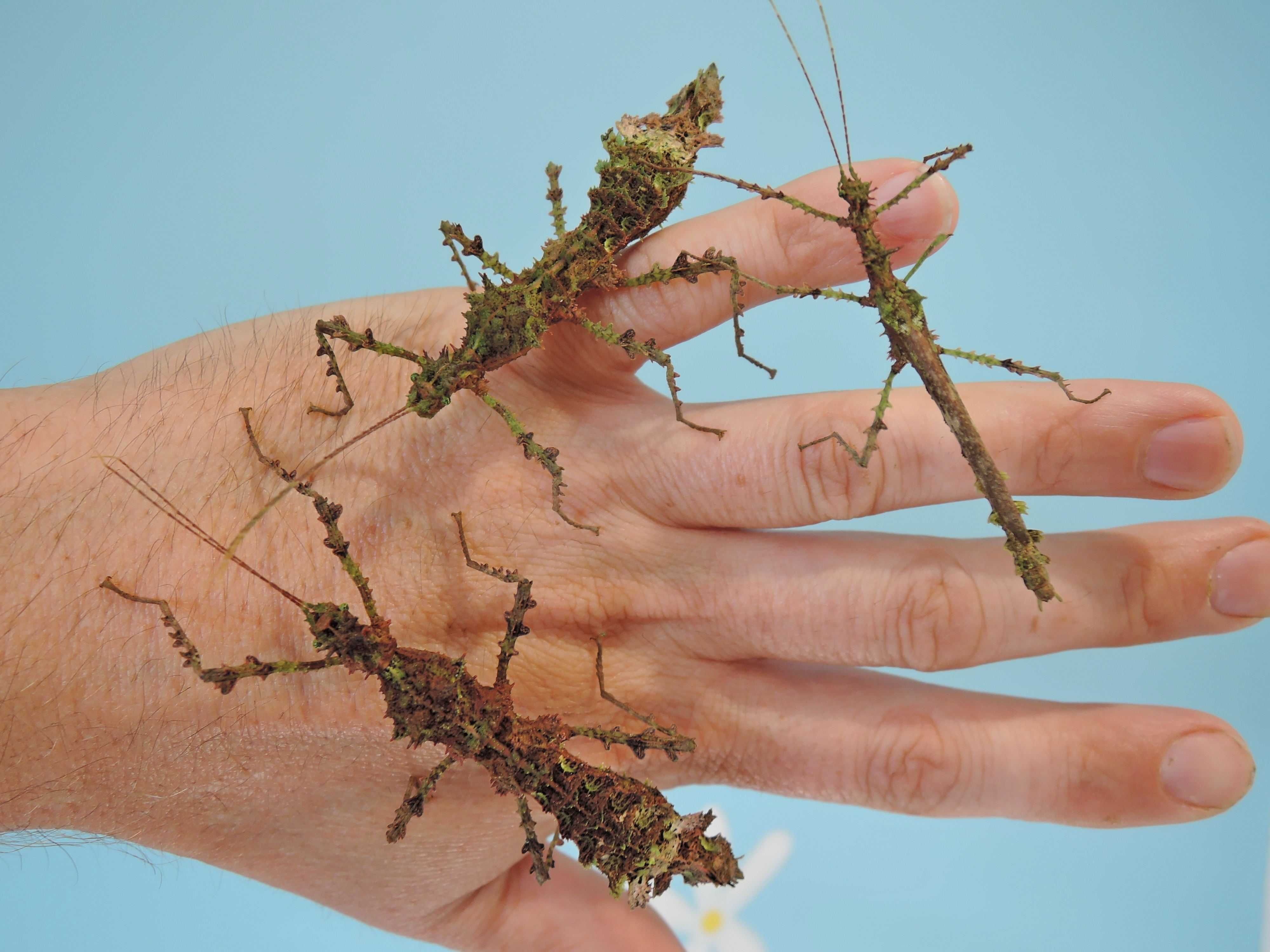 straszyki, patyczaki Teraxipus samarae