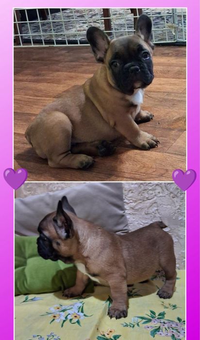 100% міні діти французи! Вони на фото!