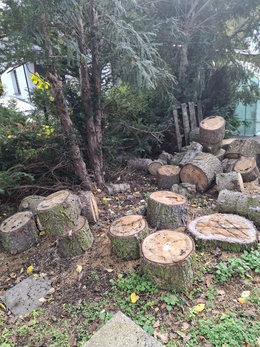 Drzewo swieze sprzedam