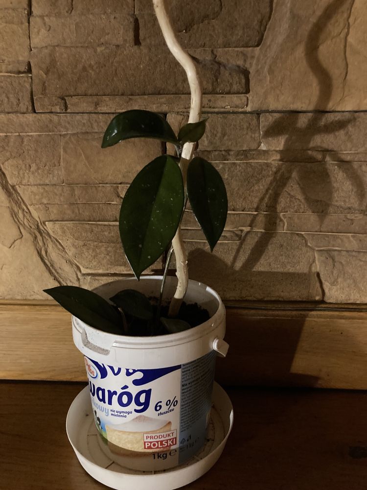 hoya, hoja rośliny zielone, rośliny ozdobne, sadzonki